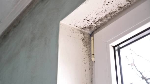 Best HVAC Mold Inspection and Cleaning  in Garland, UT