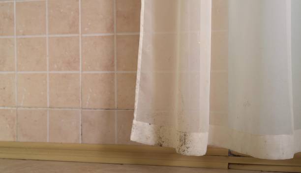 Best Mold Damage Restoration  in Garland, UT