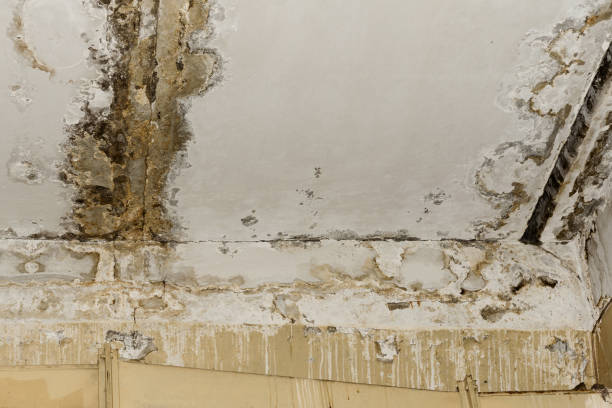 Best Black Mold Removal  in Garland, UT