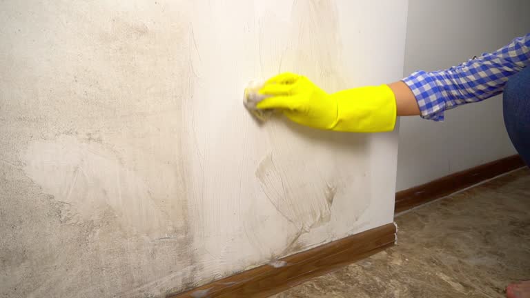 Best Commercial Mold Inspection  in Garland, UT