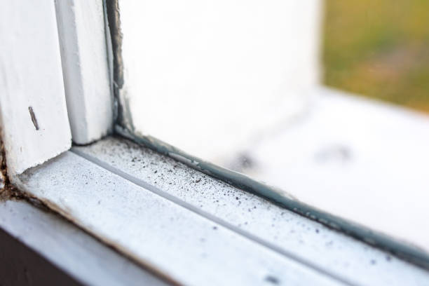 Best Mold Odor Removal Services  in Garland, UT