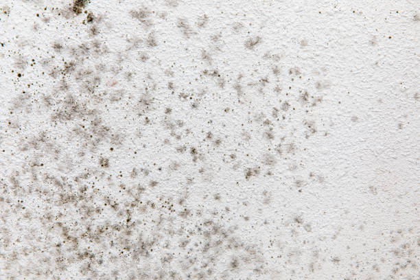 Best Water Damage & Mold Remediation  in Garland, UT