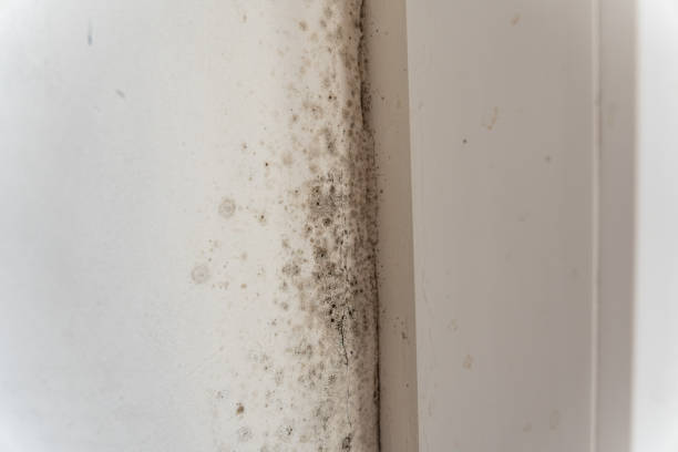 Best Mold Documentation for Insurance Claims  in Garland, UT